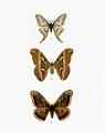 papillons 06